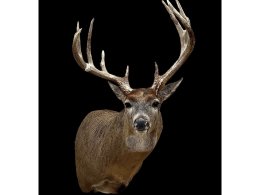 IMG_20230711_213913_1080_x_1080_pixel